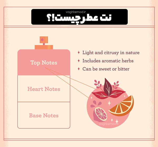 عطر و ادکلن دارای سه نت اصلی است که در عکس شرح آن را مشاهده می فرمایید.