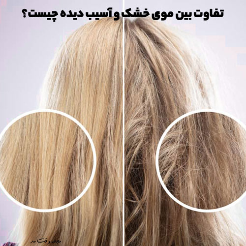 تفاوت بین موی خشک و موی آسیب دیده را مشاهده میکنید.