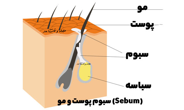 نشان دادن میکروسکوپی و علمی سبوم پوست و مو