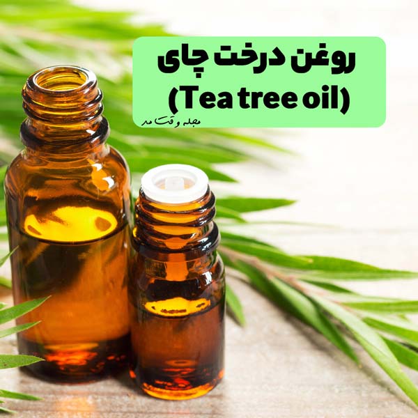 مدلی از روغن درخت چای در عکس همراه با گیاه آن برای تقویت موی سر