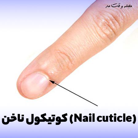 عکس کوتیکول ناخن و محل آن در روی انگشت دست