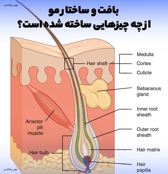 در این عکس تمام ساختار مو را همراه با شرح مشاهده میکنید