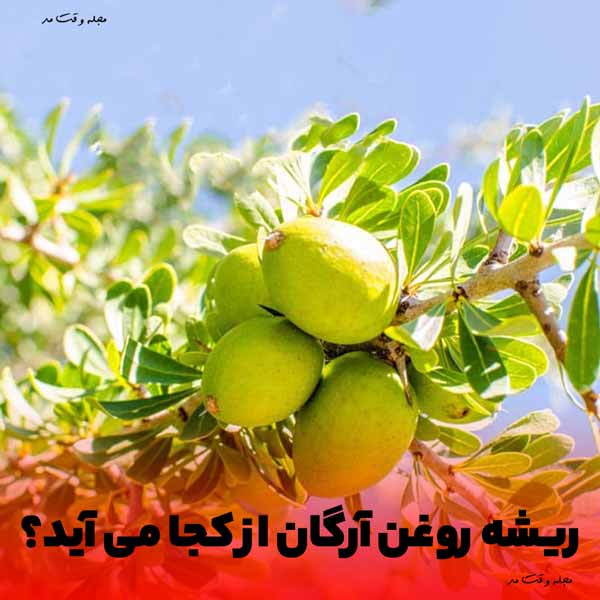 درخت میوه آرگان