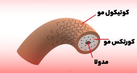 ساختار مو و شرح قسمت های مختلف کورتکس مو