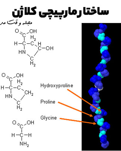ساختار مارپیچی کلاژن که در آن اسید آمینه گلیسین (glycine) و هیدروکسی (hydroxyproline) و پرولین (proline)، مواد سازنده کلاژن (Collagen) هستند.