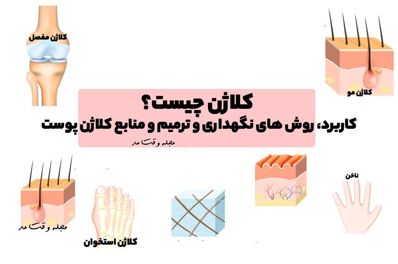 کلاژن چیست؟ با کاربرد، روش های نگهداری و ترمیم و منابع کلاژن پوست آشنا شوید