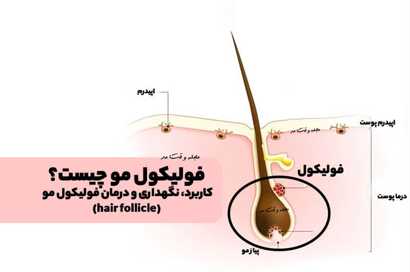 فولیکول مو چیست؟ کاربرد، ویژگی، روش های نگهداری و درمان فولیکول مو(hair follicle)