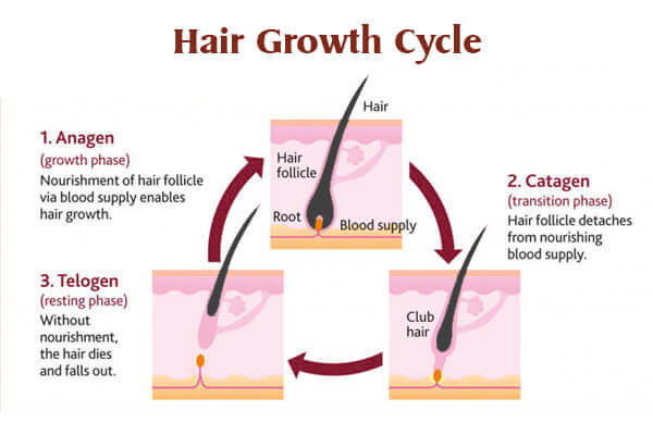 مراحل تولید و رشد مو در فولیکول مو